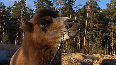 Верблюд Барсик предсказал погоду на предстоящую зиму 