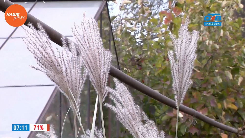 Надежда Черненко расскажет о правильном уходе за мискантусом