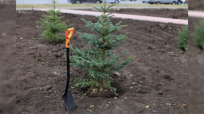 Зеленую аллею высадили в центре Челябинска