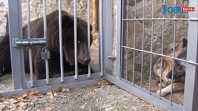 На "Солнечной долине" будет жить медведица Маша