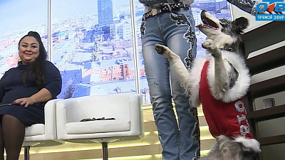 Дрессированный пес показал цирковые трюки в честь чемпионата мира по футболу