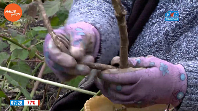 Надежда Черненко рассказала о том, как правильно растить хрен Надежда Черненко рассказала о том, как правильно растить хрен