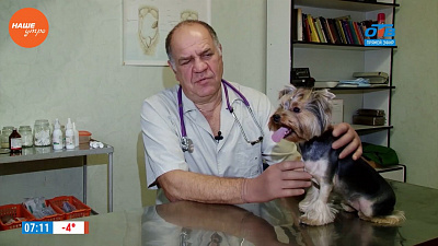 Ветеринар Николай Калинин провел осмотр собаки Бусинки Ветеринар Николай Калинин провел осмотр собаки Бусинки