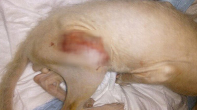 Котенку со сломанными лапами провели сложную операцию ветеринары