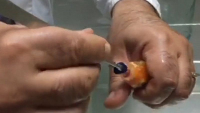 Челябинский зоозащитник спас проглотившую огромный камень золотую рыбку 