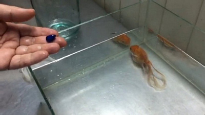 Челябинский зоозащитник спас рыбку, которая задыхалась из-за проглоченного камня