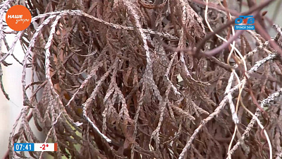 Наше УТРО на ОТВ –  садовые истории о ягодах лимонника