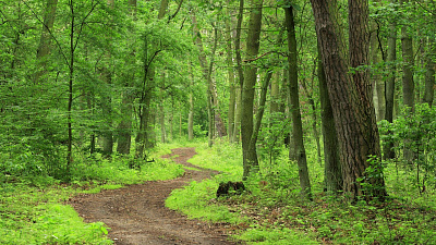 Челябинские власти хотят благоустроить парк на северо-западе города 