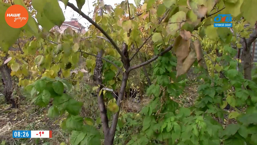 Надежда Черненко рассказала, как исправить свои ошибки при выращивании и уходе за садовыми растениями