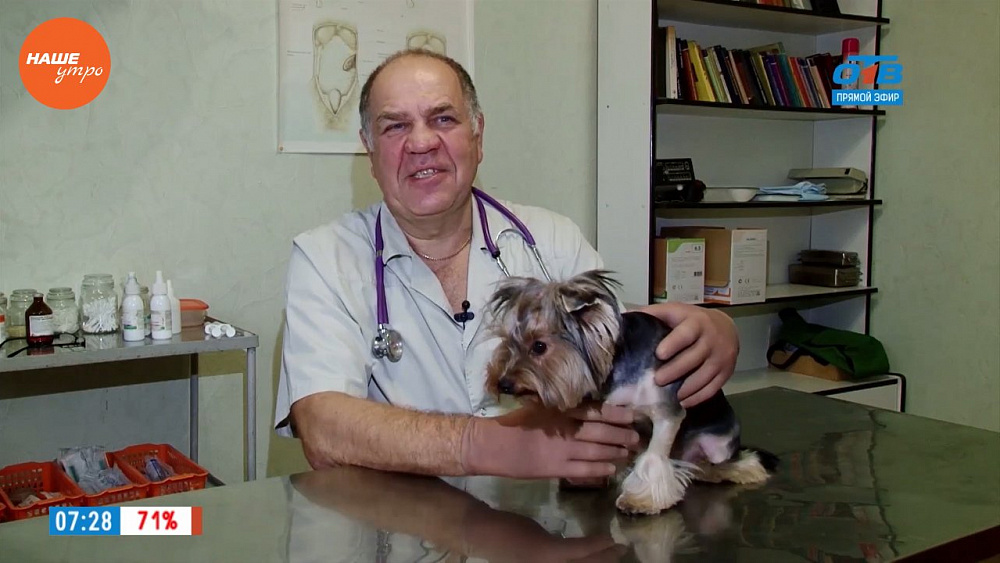 Ветеринар Николай Калинин рассказал, сколько нужно гулять с собакой