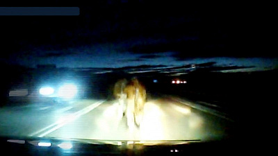 Корова спровоцировала жуткое ДТП недалеко от Магнитогорска. 18+ 