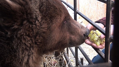 Троицкий медведь Степа перешел на вегетарианское меню и готовится к зимней спячке 