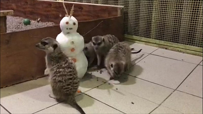 Зоологи проверили реакцию сурикатов и мангустов на снеговиков