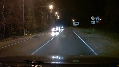 Вереница кабанов спровоцировала громкий смех у автолюбителей 