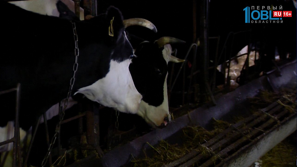 В Варненском районе увеличивают надои