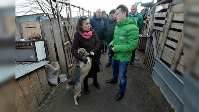 Создание муниципальных приютов для животных в Челябинске поддержал депутат Госдумы