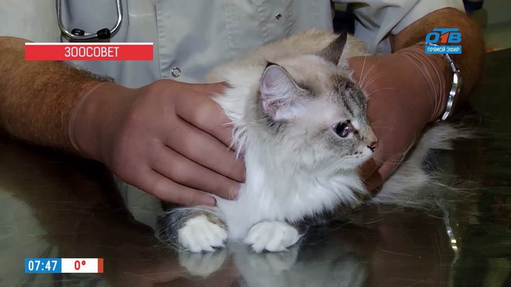 Наше УТРО на ОТВ  -  Зоосовет   