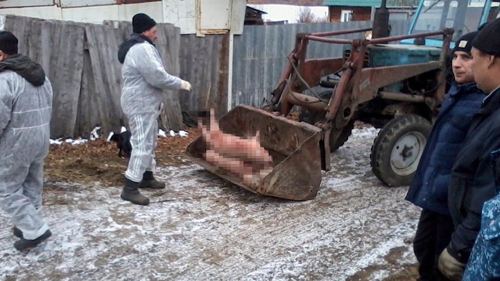 В Тимирязевском - карантин из-за африканской чумы