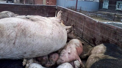 Африканскую чуму завезли в Чебаркульский район вместе с пищевыми отходами из столовой