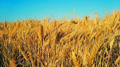 Челябинская область собрала самый высокий за 25 лет урожай зерна