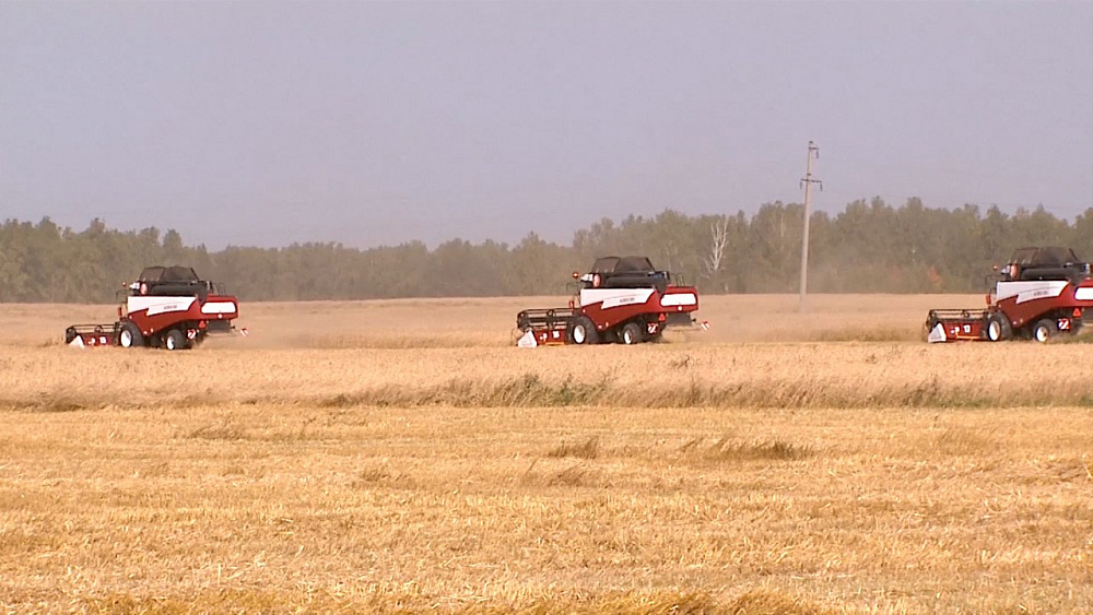 Самый большой урожай за 25 лет
