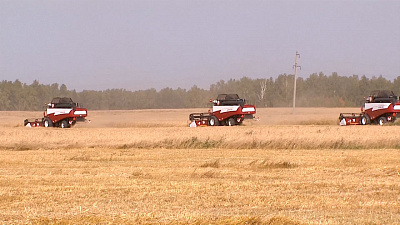 Самый большой урожай за 25 лет