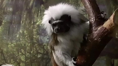 Миниатюрные обезьянки пополнили коллекцию приматов в зоопарке Челябинска