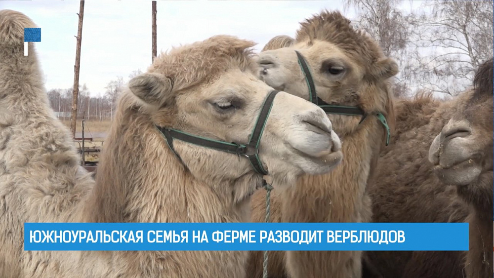 Южноуральская семья на ферме разводит верблюдов