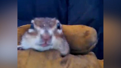 Челябинец приручил северного бурундука