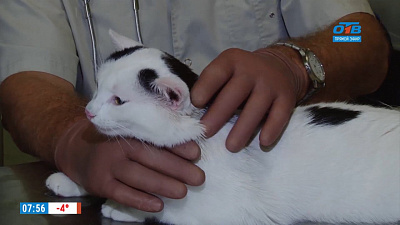 Наше УТРО на ОТВ – зоосоветы с доктором Калининым