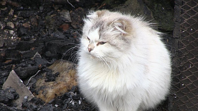 Мнимый стук кота в дверь спас хозяйку от пожара