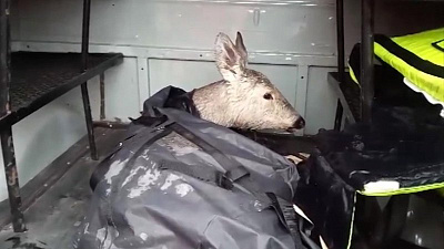 Дрейфующая на льдине косуля оказалась в западне 