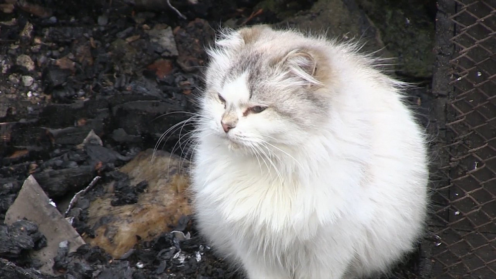 Кот по кличке Борька спас семью от гибели на пожаре в Миассе