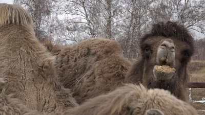 Двугорбый Рэмбо и шесть его сородичей готовы радовать южноуральских детей 