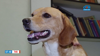 Ветеринарный врач Николай Калинин провел первичный осмотр собаки