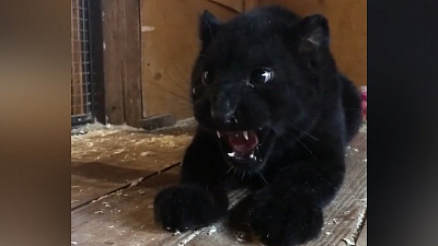 Пантера Ника и леопард Амир создадут репродуктивную пару в челябинском зоопарке