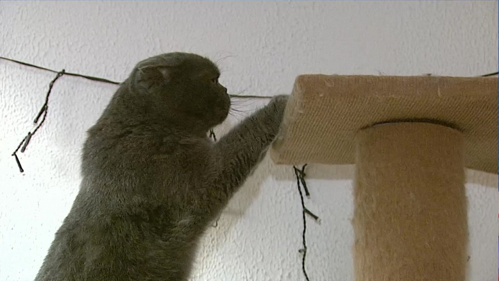 Челябинцы снимают стресс кототерапией 