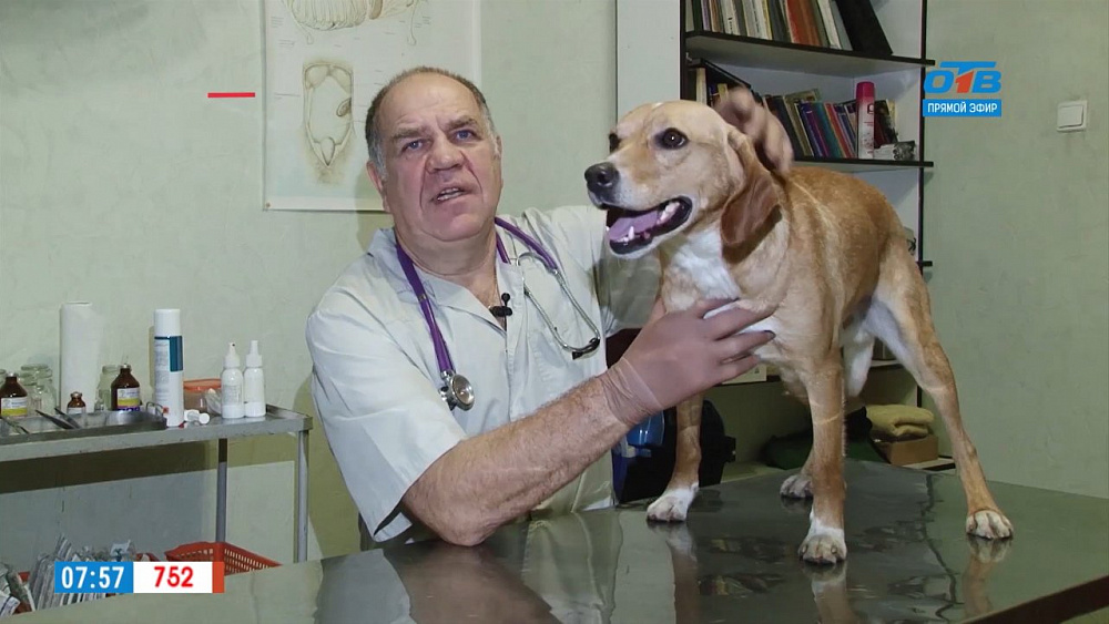 Ветеринар Николай Калинин провел профилактический осмотр собаки