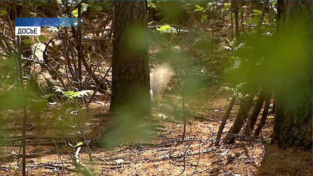 Лучшие экологические проекты поддержат грантами