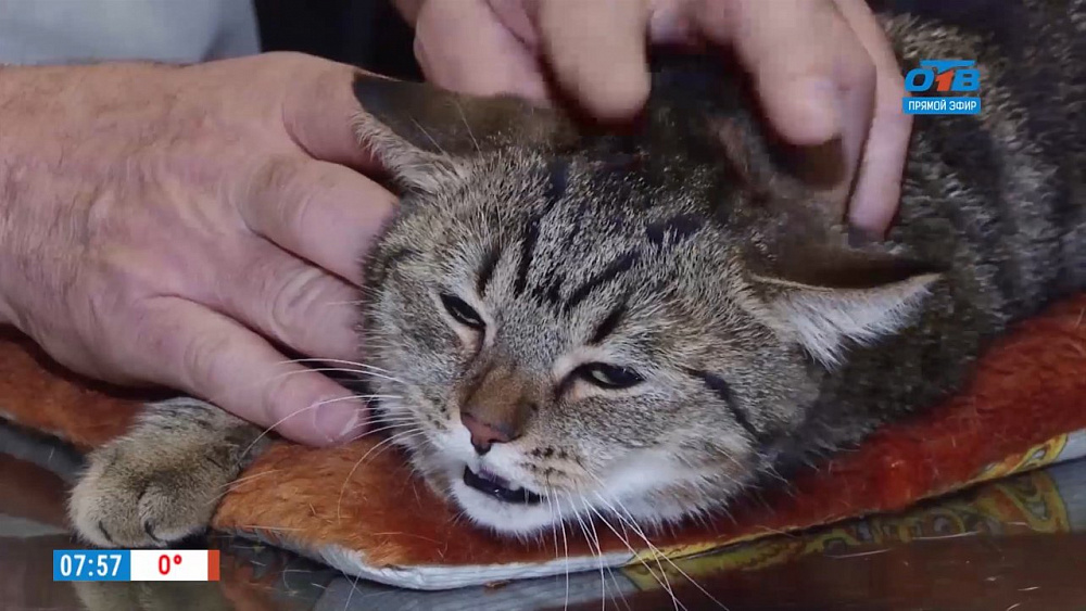 Ветврач Николай Калинин продолжает осмотр четвероногих пациентов