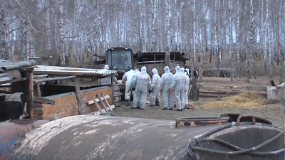 Назван источник заражения африканской чумой свиней