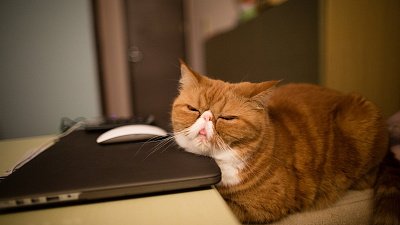 Почти половина челябинцев мечтает завести на работе кота