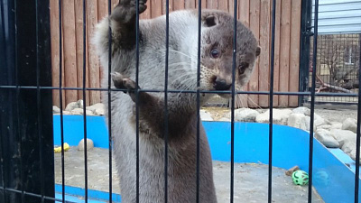 Выдра Ваня предсказал погоду на предстоящую зиму. Видео