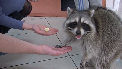 Енот пытался отобрать дорогую аппаратуру ОТВ