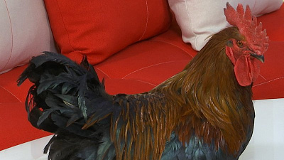 Живой петух устроил переполох во время прямого эфира на ОТВ