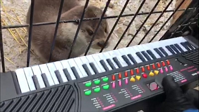 Выдра Ваня, эксклюзивно предсказавший в прямом эфире ОТВ погоду, впервые сыграл на синтезаторе 