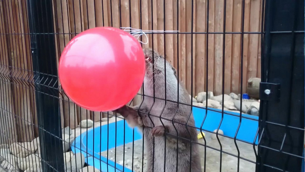 Выдра Ваня рассказал, какой будет зима на Южном Урале