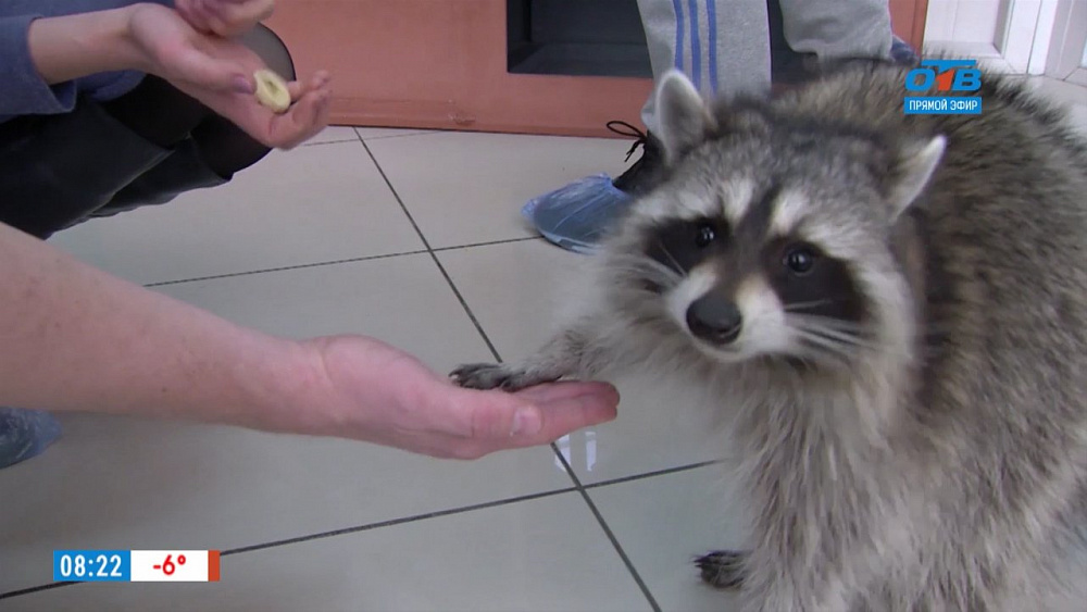 Наше УТРО на ОТВ – ведущие на выезде – еноты