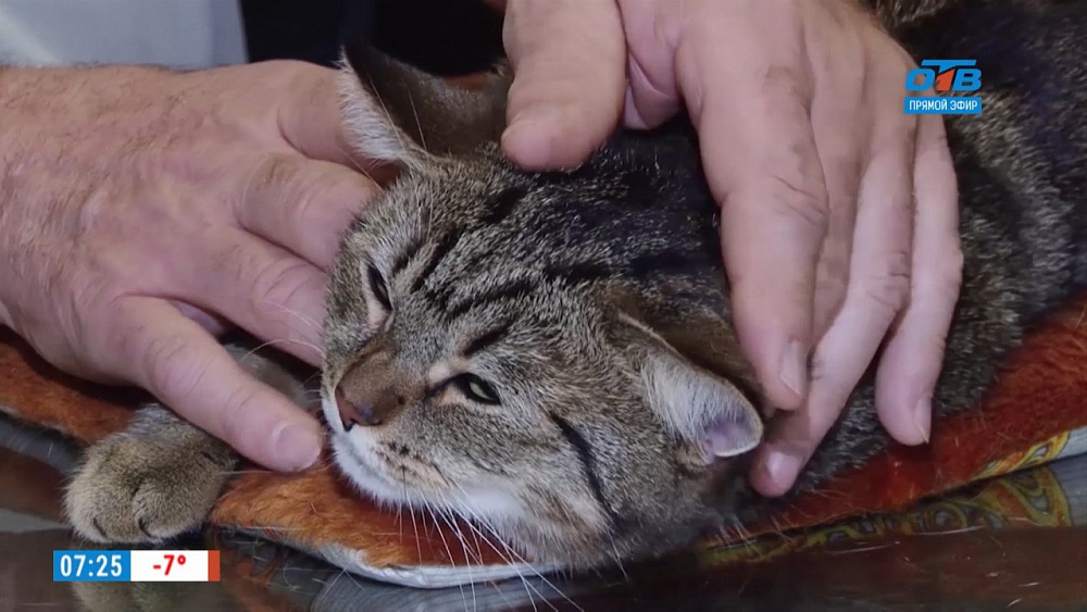 Ветеринарный врач проводит профилактические осмотры животным