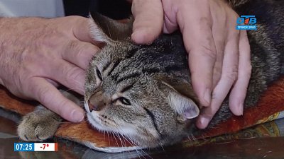 Ветеринарный врач проводит профилактические осмотры животным